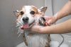 HOW  TO BATH FOR YOUR PET